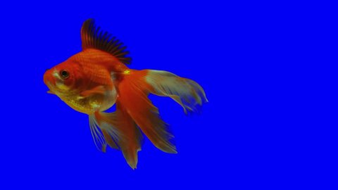 Fish goldfish water greenscreen video