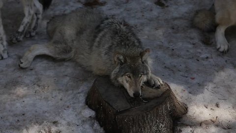 grey wolf laying down on tree