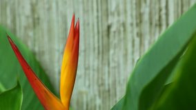 Strelitzia, Bird of Paradise Flower (Crane flower, Orange Asian Flower) Paksong, Champasak, Laos, 27 May 2017, 1080p HD video, footage clip