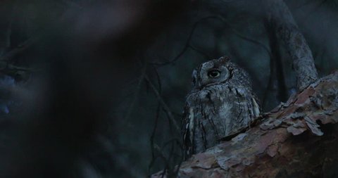 Common Scops Owl, Otus scops, near the nest. Madzharovo, Eastern Rhodopes, Bulgaria. Wildlife Balkan. Bird behaviour scene from nature. Nesting animal in the habitat. Owl on the tree.