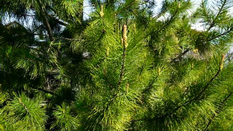 Coniferous tree, cedar or pine. Long green needles. Branches sway in a strong wind.