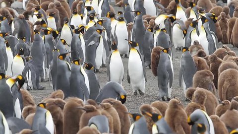 King penguin colony with chicks on Macquarie Island, Sub Antarctic Islands, Australia  Stock Video