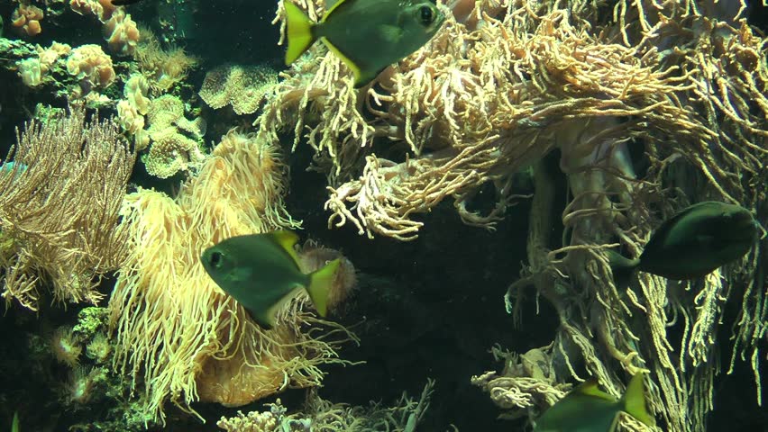 Close up of tropical fishes and underwater vegetation
