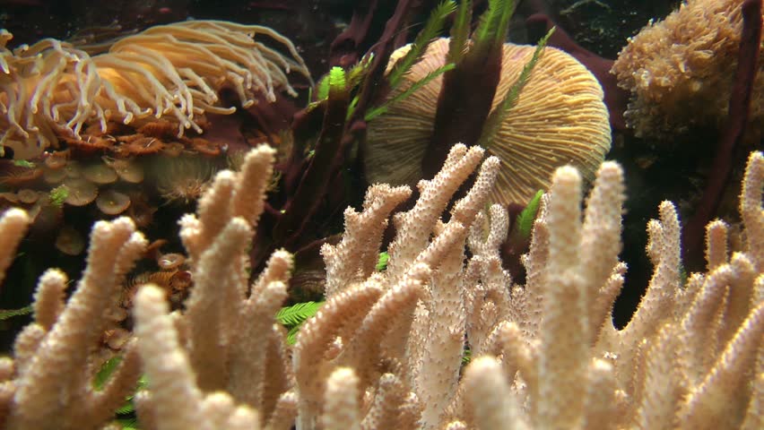 Underwater vegetation close up, steady cam
