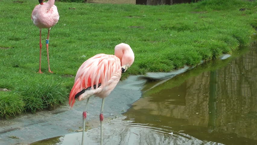 Flamingo birds drinking water