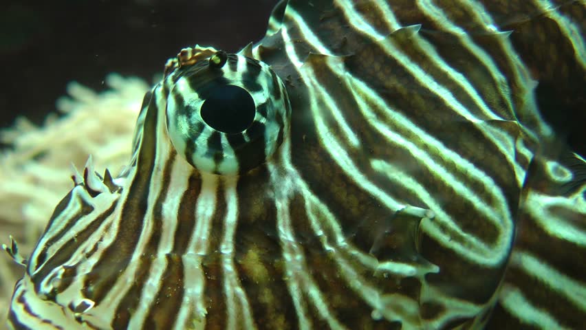 Eye close up of beautiful tropical fish