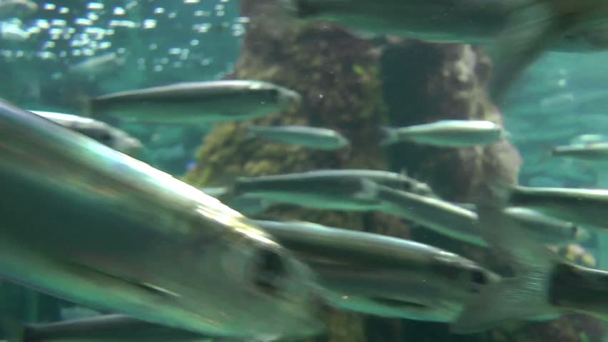 Fast bank of fish close up
