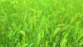 Closeup view of beautiful fresh green grass moving in wind on summer sunny day. Real time full hd video footage.
