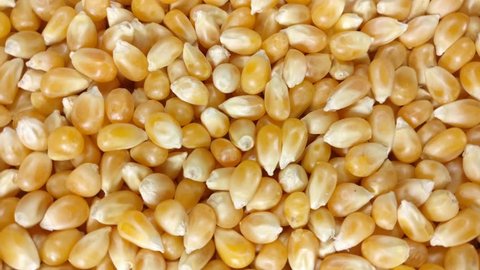 Great background of Dried corn grains (ingredient for pop corn) are rotating close up.  Footage will work great for any videos dealing with cooking, health nutrition, cinema, holidays, childhood 