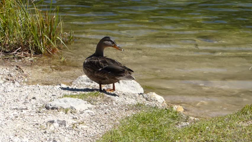 Duck on the lake