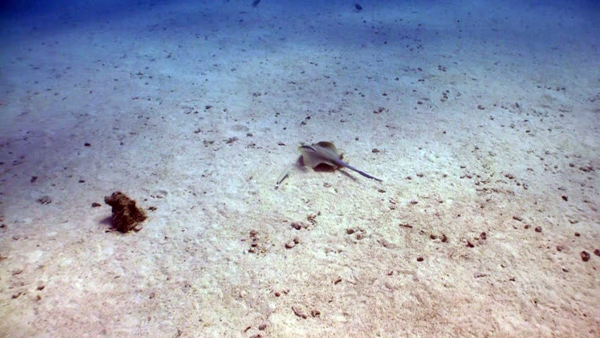 Blue Spotted stingray swims on the coral reef, Red sea