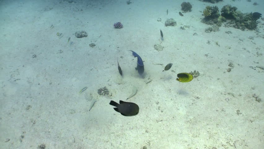 Colorful Fish on Vibrant Coral Reef, Red sea