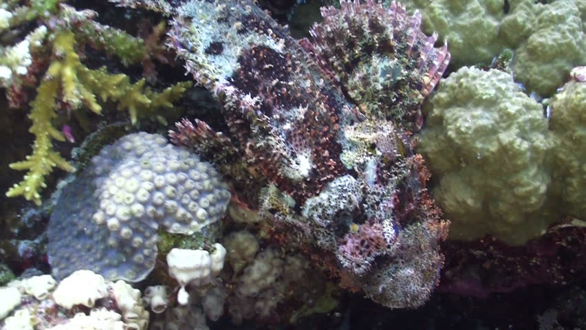 Colorful Fish on Vibrant Coral Reef, Red sea