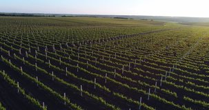 Aerial video of sunset above enormous spring vineyard