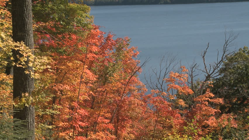 Autumn colorful foliage over lake with beautiful forest in red and yellow color