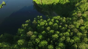 Aerial Drone Footage. Wonderful forest near the lake