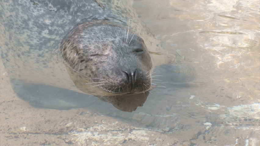 Harbor Seal (Phoca vitualina)