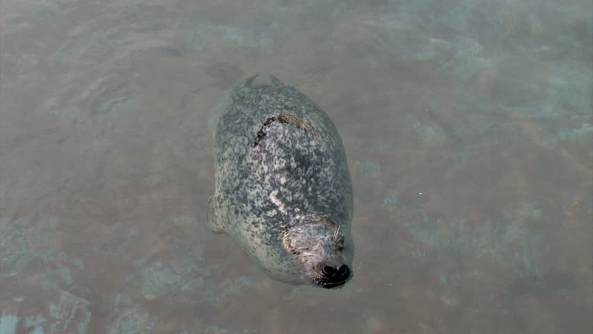  A Harbor Seal (Phoca vitualina)