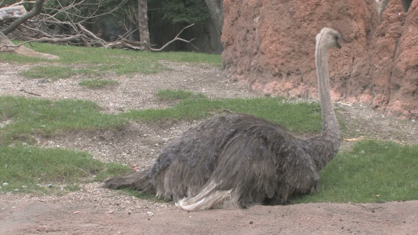 Ostrich (Struthio camelus) at the Lincoln Park Zoo in Chicago