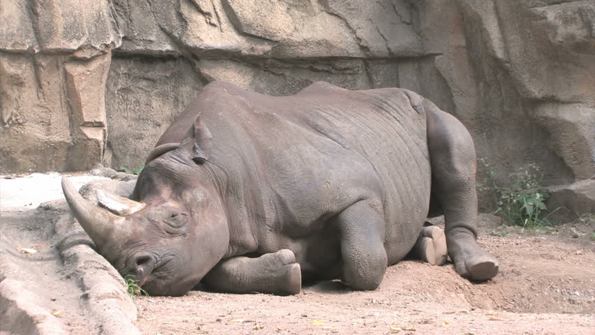 Black Rhinoceros (Diceros bicornis) 