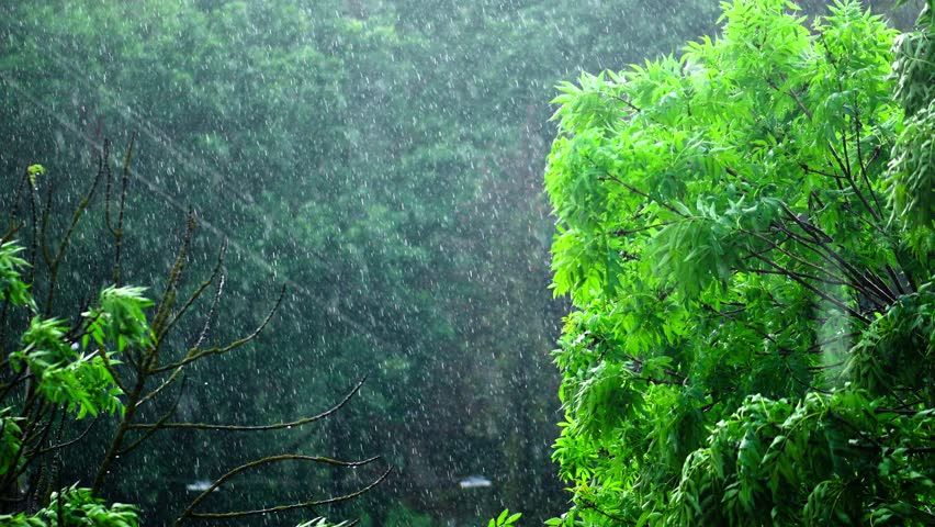 Heavy Rain, Strong Wind Shakes Stock Footage Video (100% Royalty-free ...