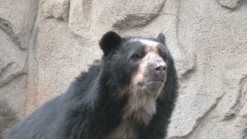 Andean Bear (Tremarctos ornatus) 
