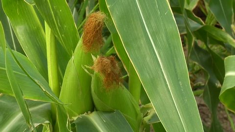 close up on ears of corn and corn stalks
