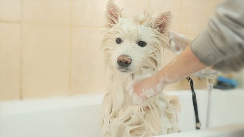 The groomer washes white husky in bathroom