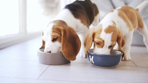 Two cute beagle puppies eating from bowls. Footage in slowmotion