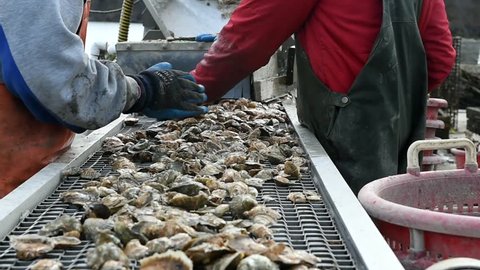 Oysters on a conveyor belt at an oyster farm.