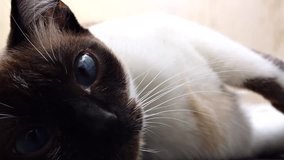 Cat rolling into and out of video frame, face and blue eyes closeup with lots of detail