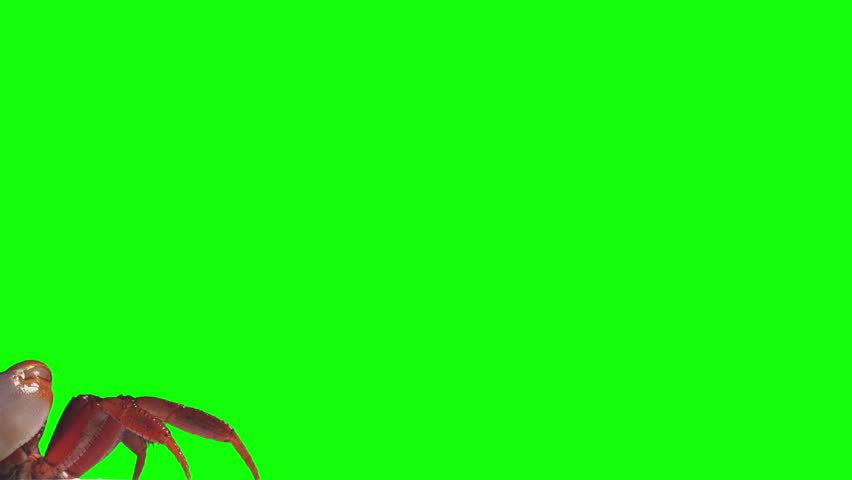 Crab rainbow, cleans eyes, breathes air and crawls. Green screen effect
 Royalty-Free Stock Footage #27288769