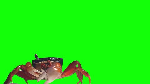Crab rainbow, cleans eyes, breathes air and crawls. Green screen effect
