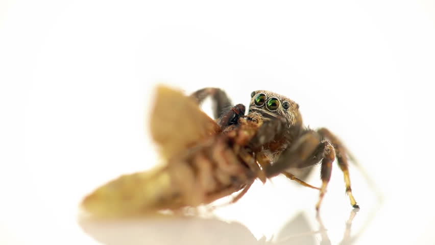 Closeup of jumping spider feeding on living clothes moth