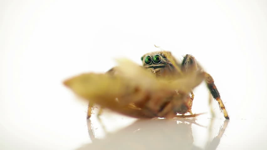 Closeup of jumping spider feeding on living clothes moth