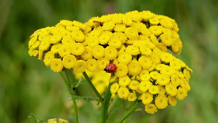 Yellow flower slowly swinging in the wind with ladybug in bloom