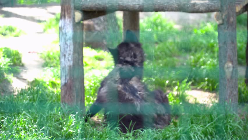 Black wolf sitting in the cage during summer