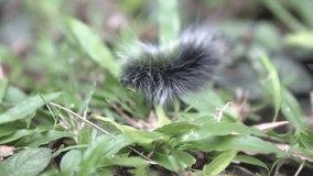 Beautiful black and white furry caterpillar crawling on the leaves in the garden - video in slow motion