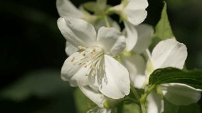 White sweet mock-orange plant shrub close-up 4K 2160p 30fps UltraHD footage - Philadelphus coronarius flower in the garden 3840X2160 UHD video
