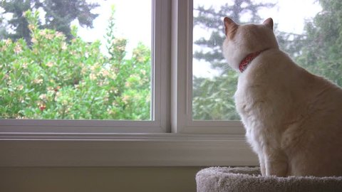 A cat looking out a window on a rainy day