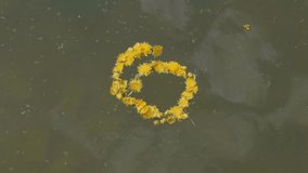 Wreath of dandelion flowers floats on water. UltraHD stock footage.