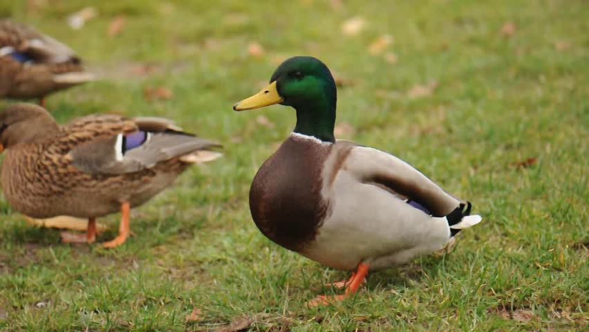 Duck on grass