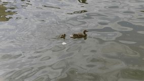 Duck with ducklings on walk floating in the pond water. UltraHD stock footage.