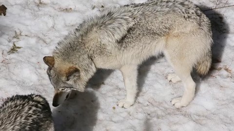timber wolves eating kibble in the
