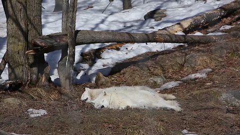 arctic wolves sleeping