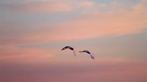 pair of swans flying in a beautiful sky at sunset