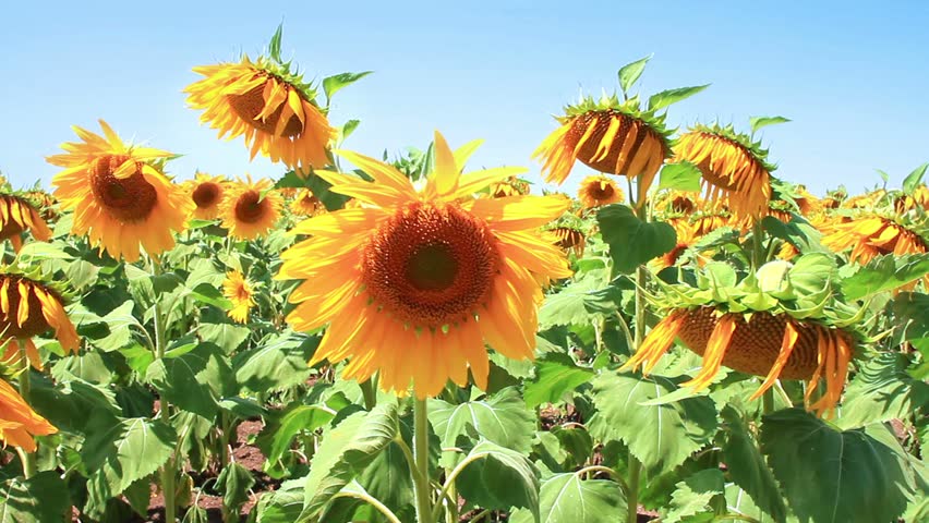 Sunflower field in summer 
