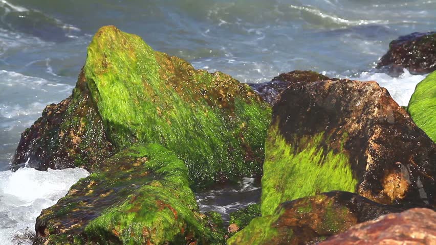 Ocean water with algae and rocks

