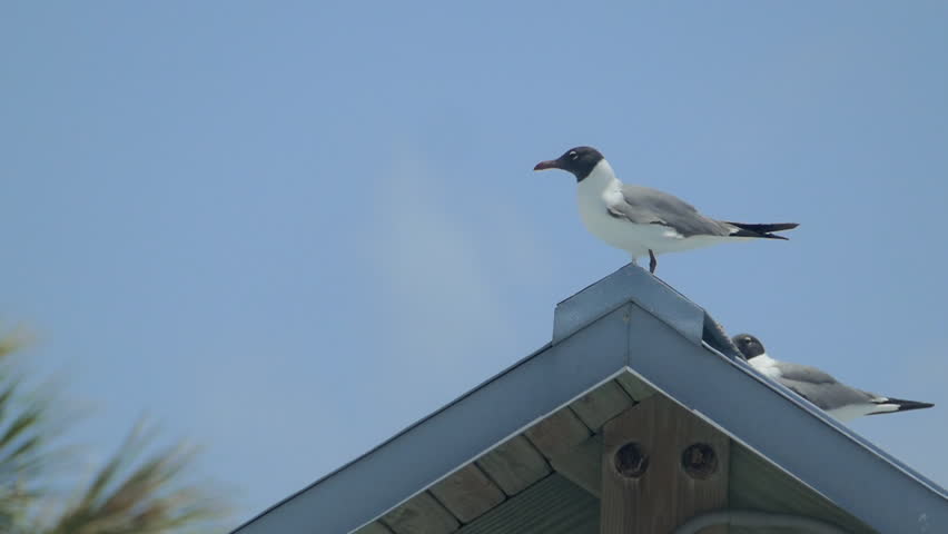 Black headed gull (Chroicocephalus ridibundus) flying away in slow motion 