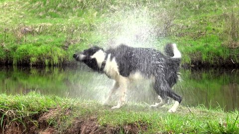 Wet Dog shakes off drops of water. Funny dog in slow motion. Wash the dogs on the street. Wonderful Pets and their naturalness. Husky loves to swim. 